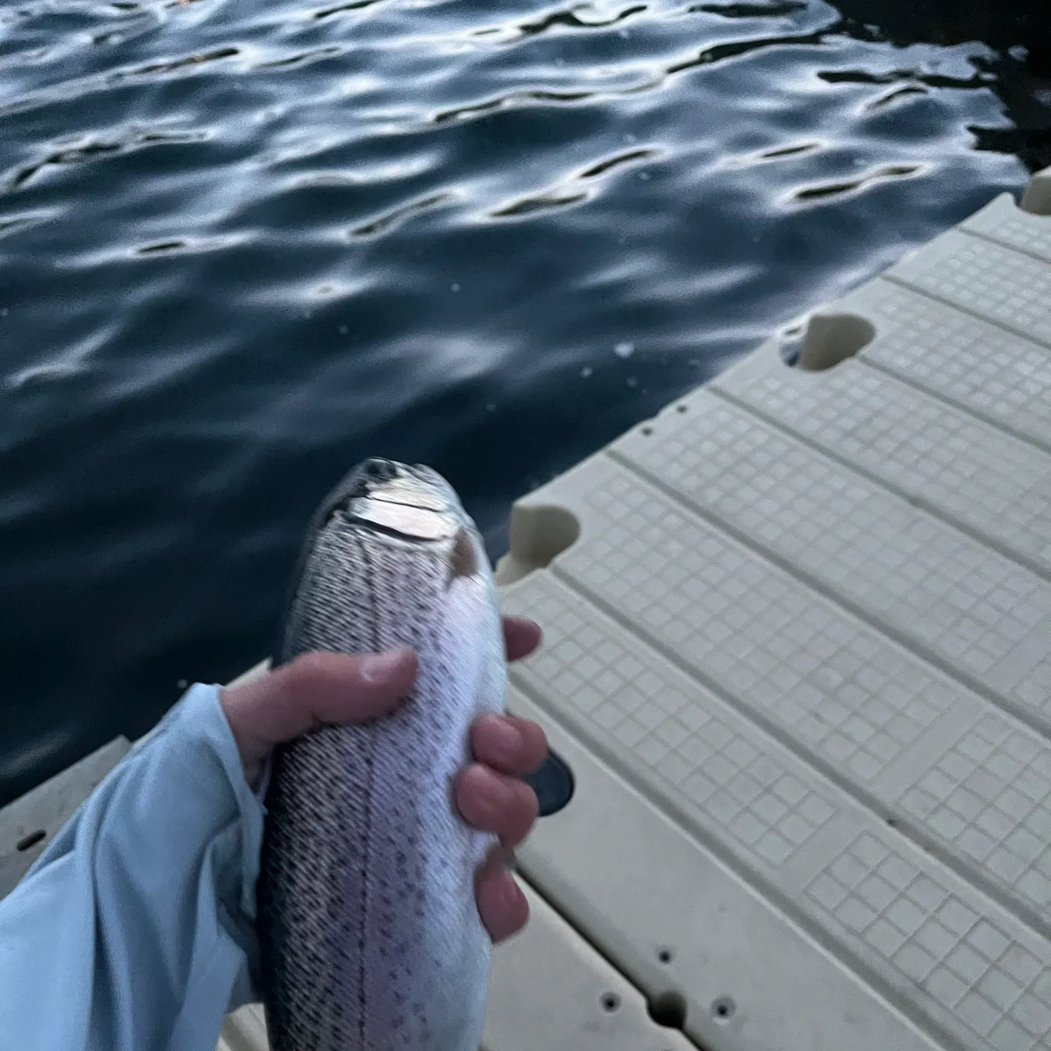 Rainbow trout caught on Fishbrain