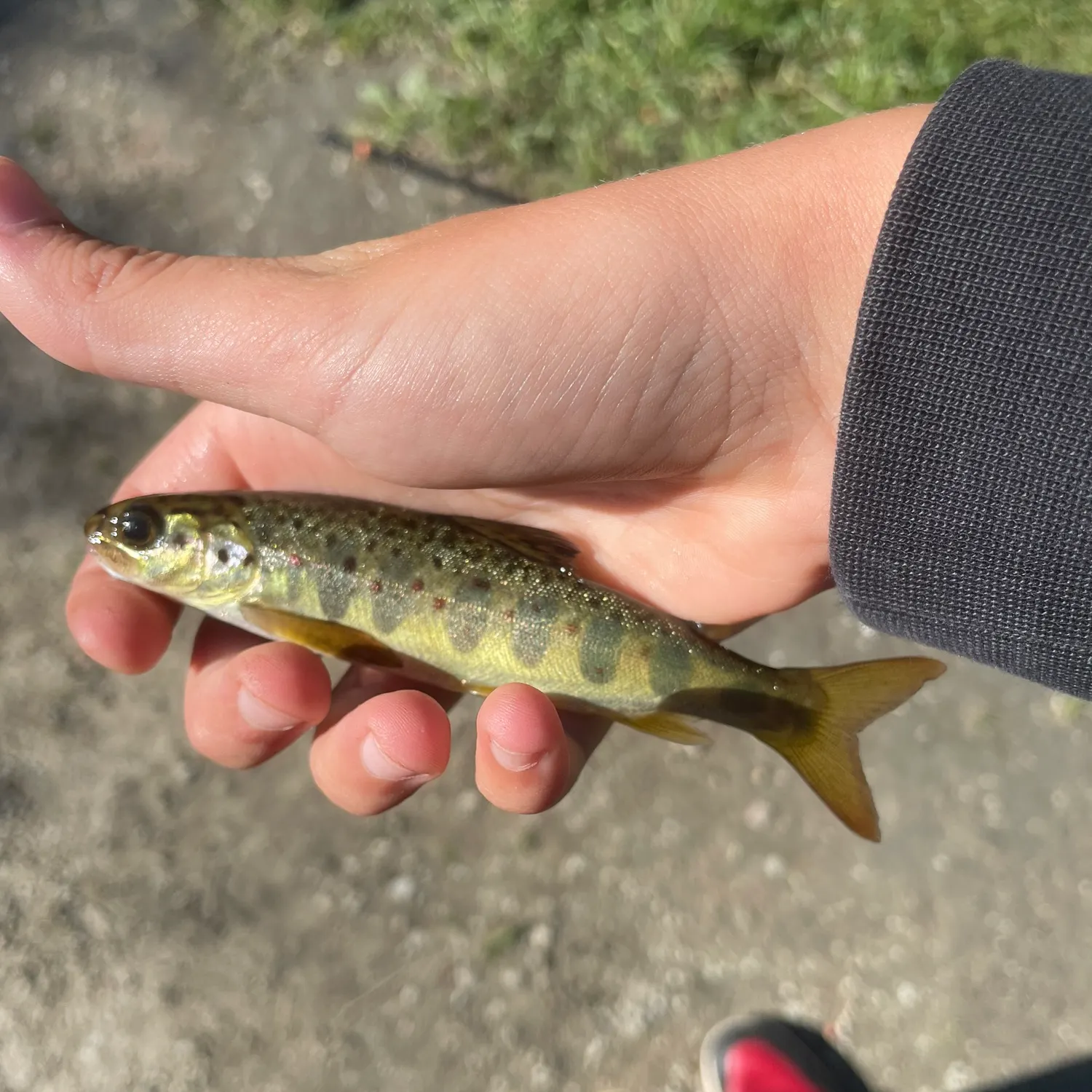 Fish caught on Fishbrain