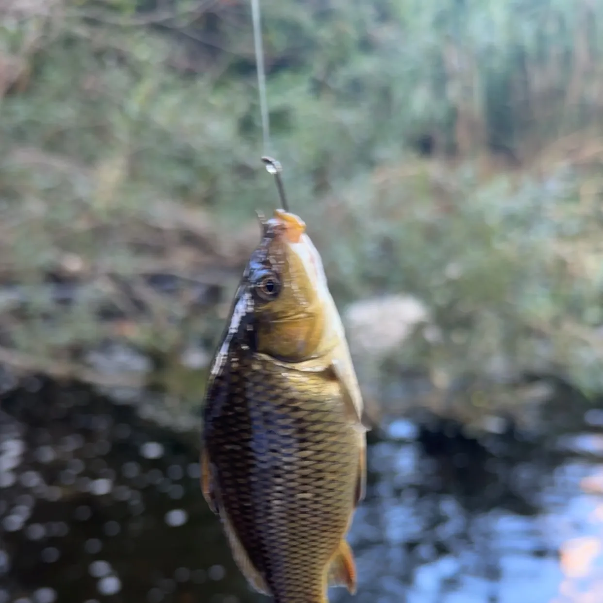 Common carp caught on Fishbrain