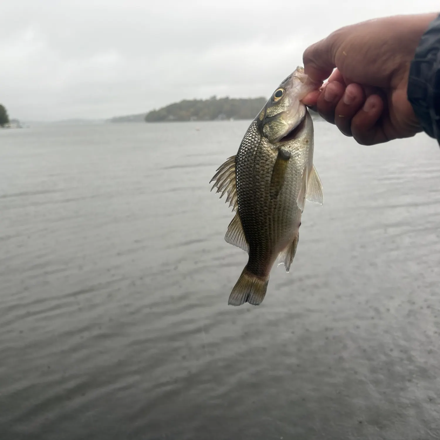 White perch caught on Fishbrain