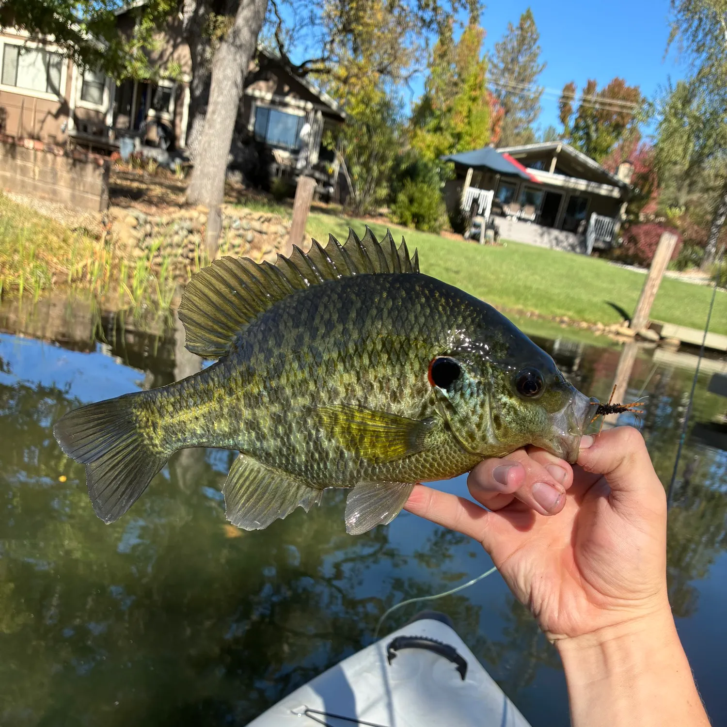 Redear sunfish caught on Fishbrain