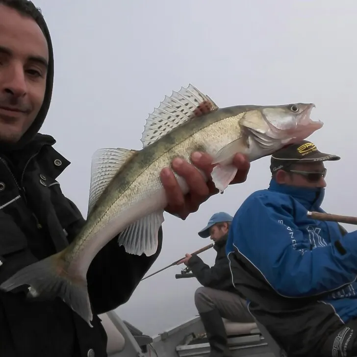 ᐅ Oude Maas fishing reports🎣• Flanders, Belgium fishing