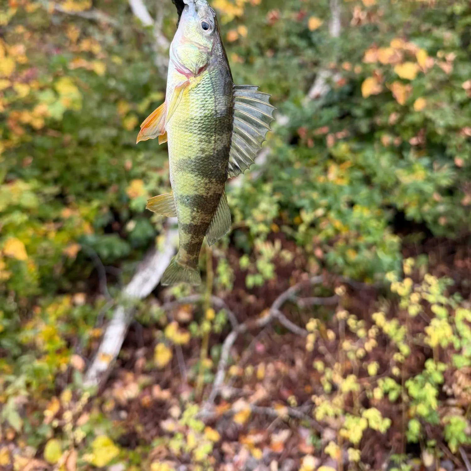 Yellow perch caught on Fishbrain