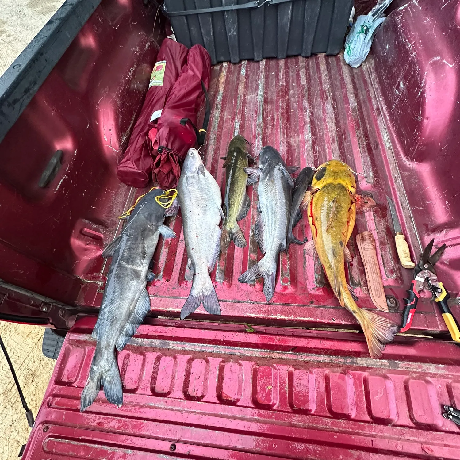 recently logged catches