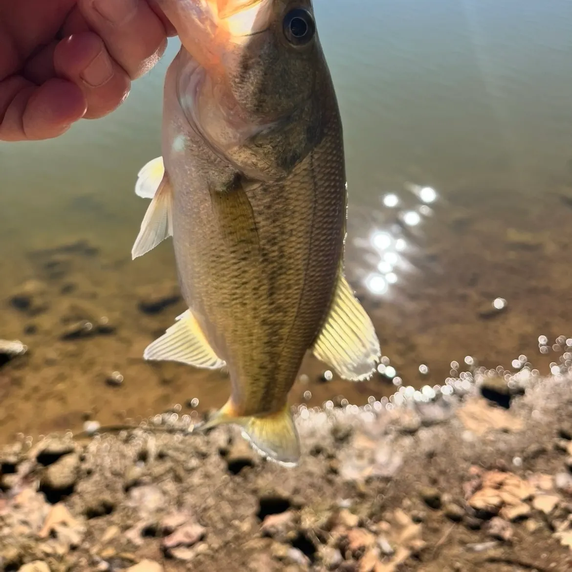 Largemouth bass caught on Fishbrain