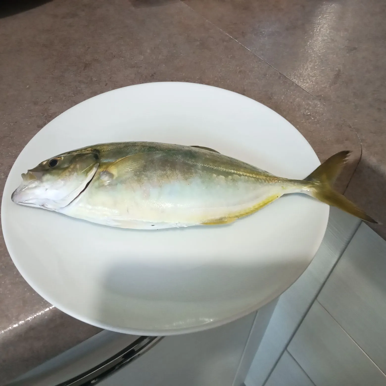 Blue runner caught on Fishbrain