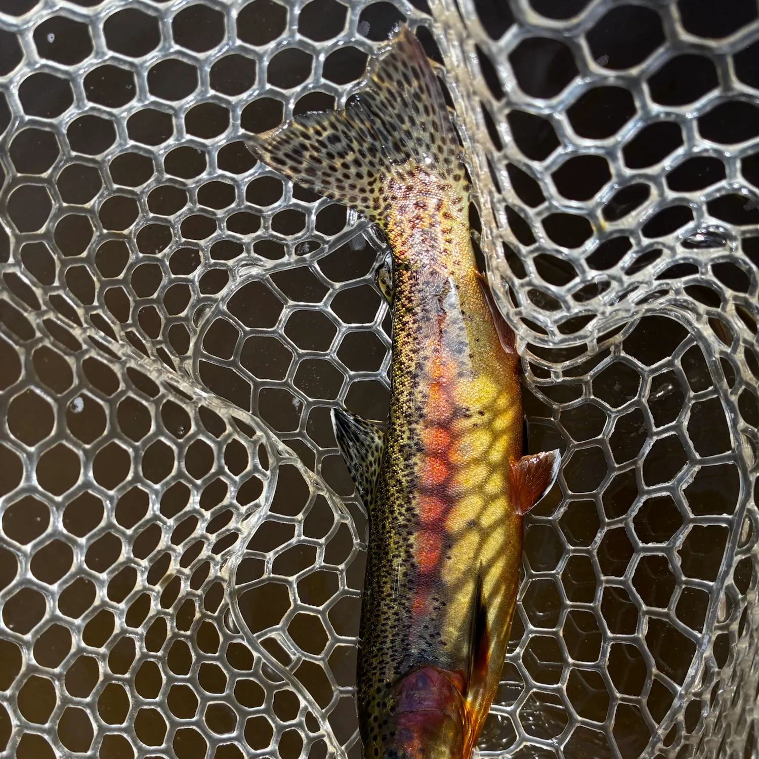 The most recent Golden trout catches on Fishbrain