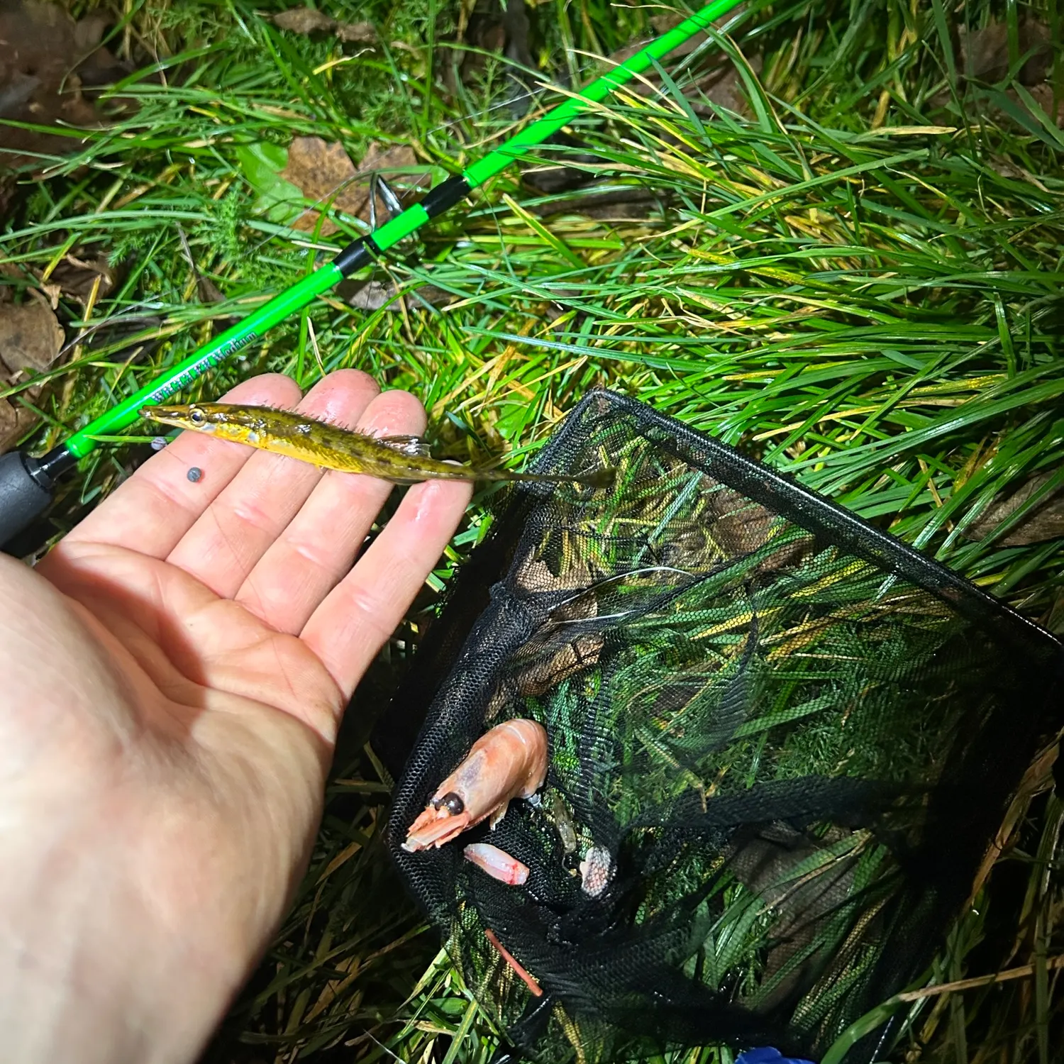 The most recent Sea stickleback catches on Fishbrain