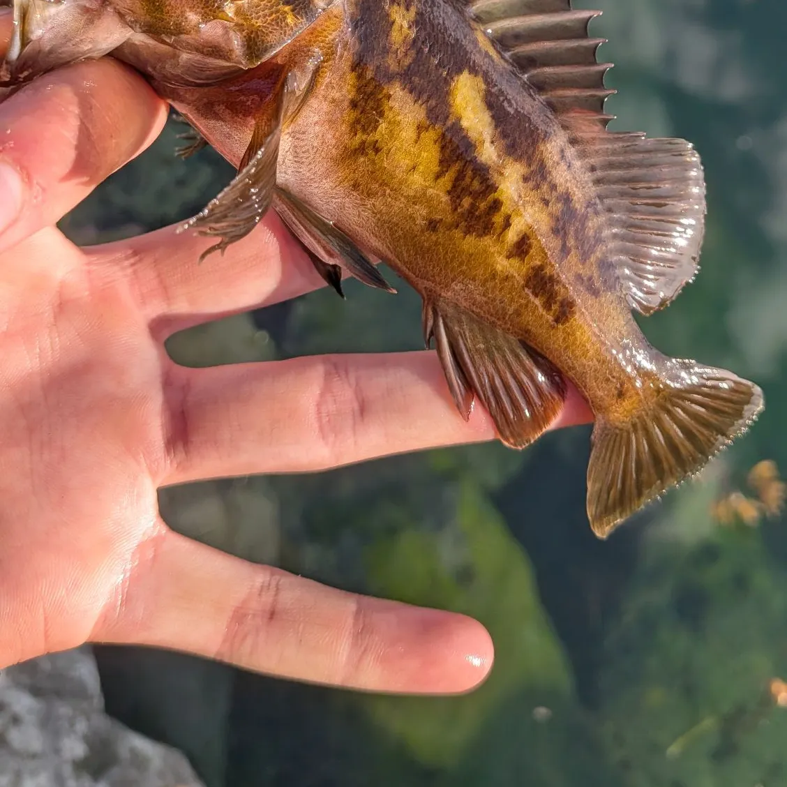 The most recent Copper rockfish catches on Fishbrain