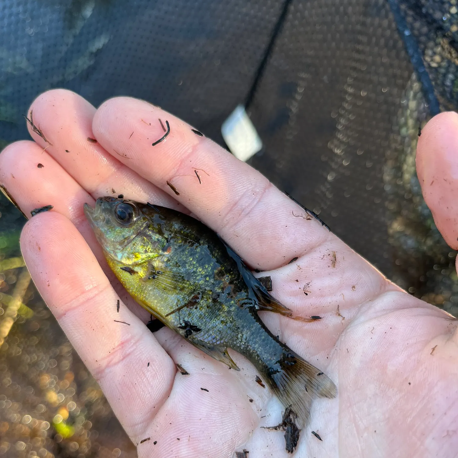 The most recent Wargill hybrid catches on Fishbrain