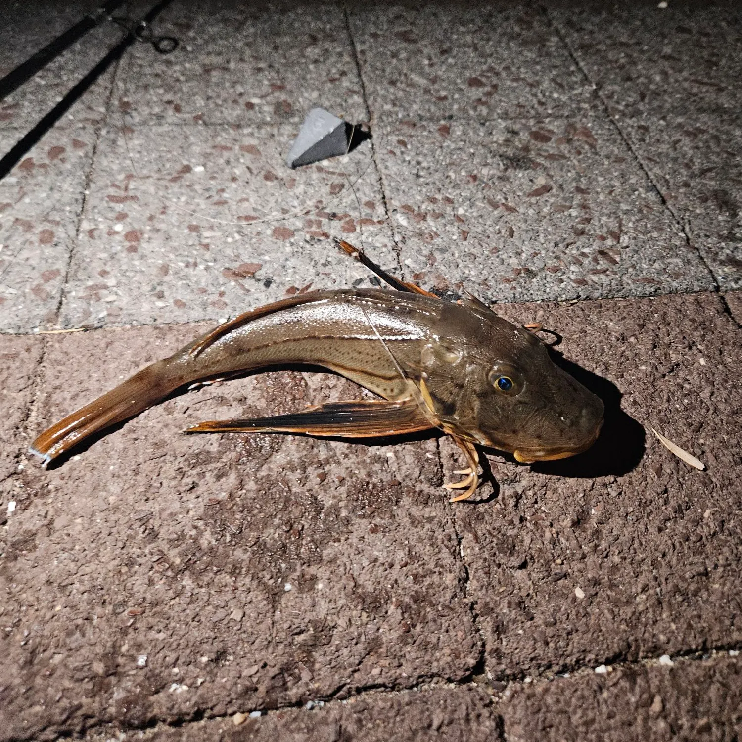 Striped searobin caught on Fishbrain