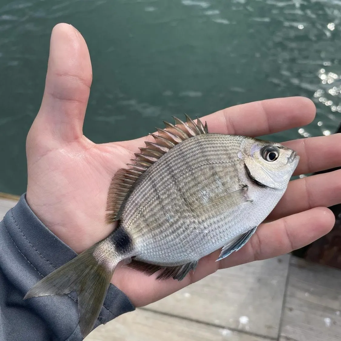 The most recent Spottail seabream catches on Fishbrain