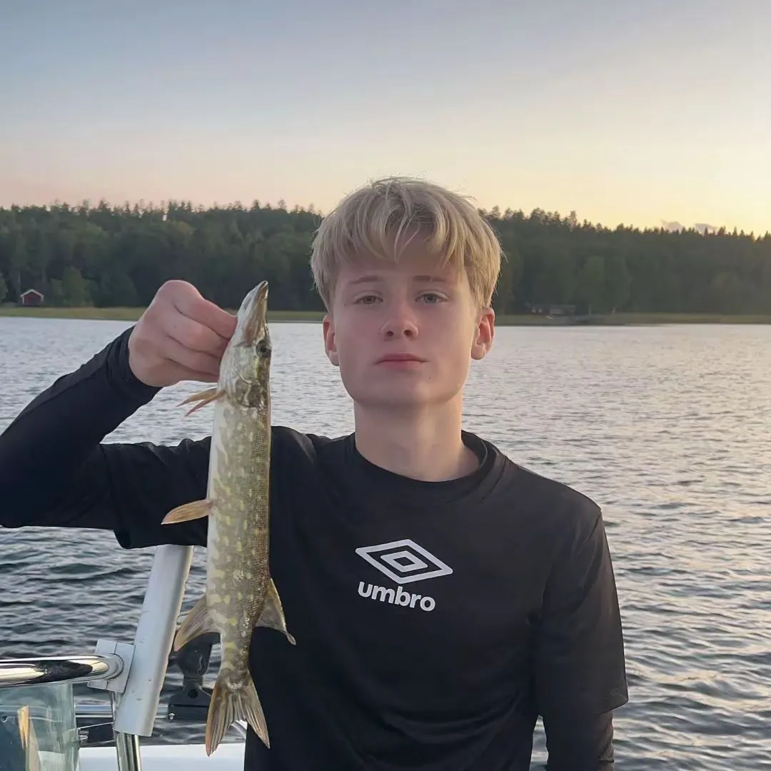 Northern pike caught on Fishbrain