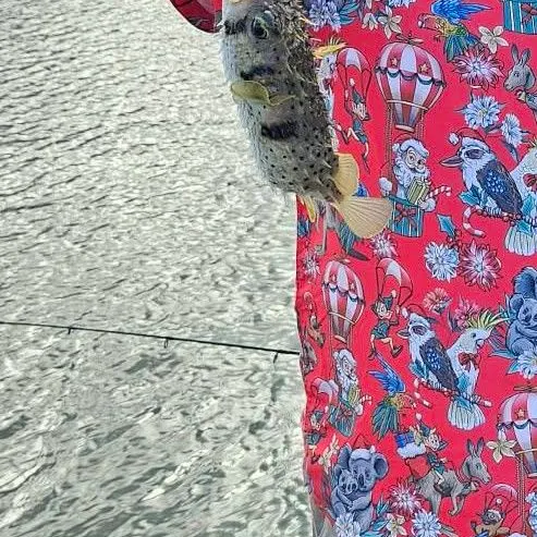 The most recent Three-barred porcupinefish catches on Fishbrain