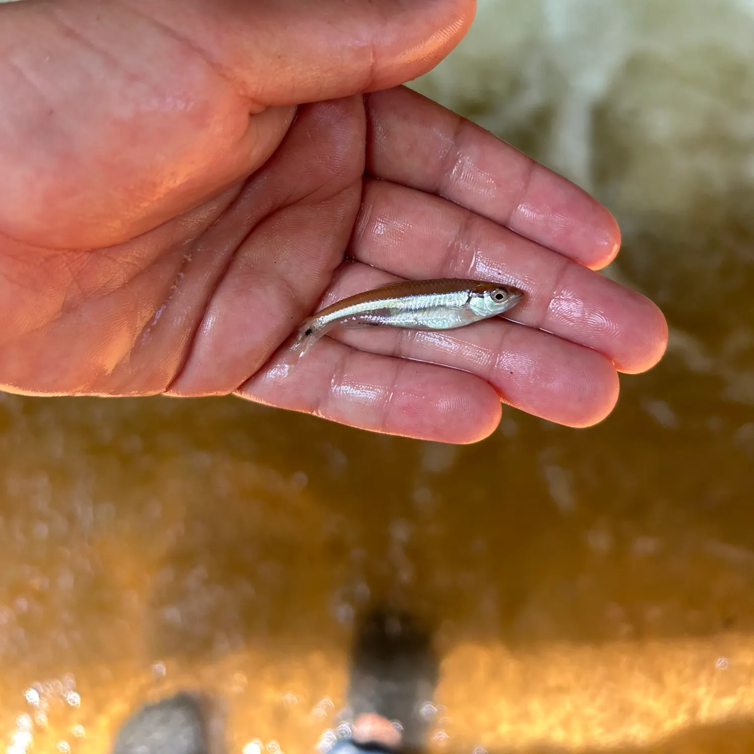 The most recent Rough shiner catches on Fishbrain
