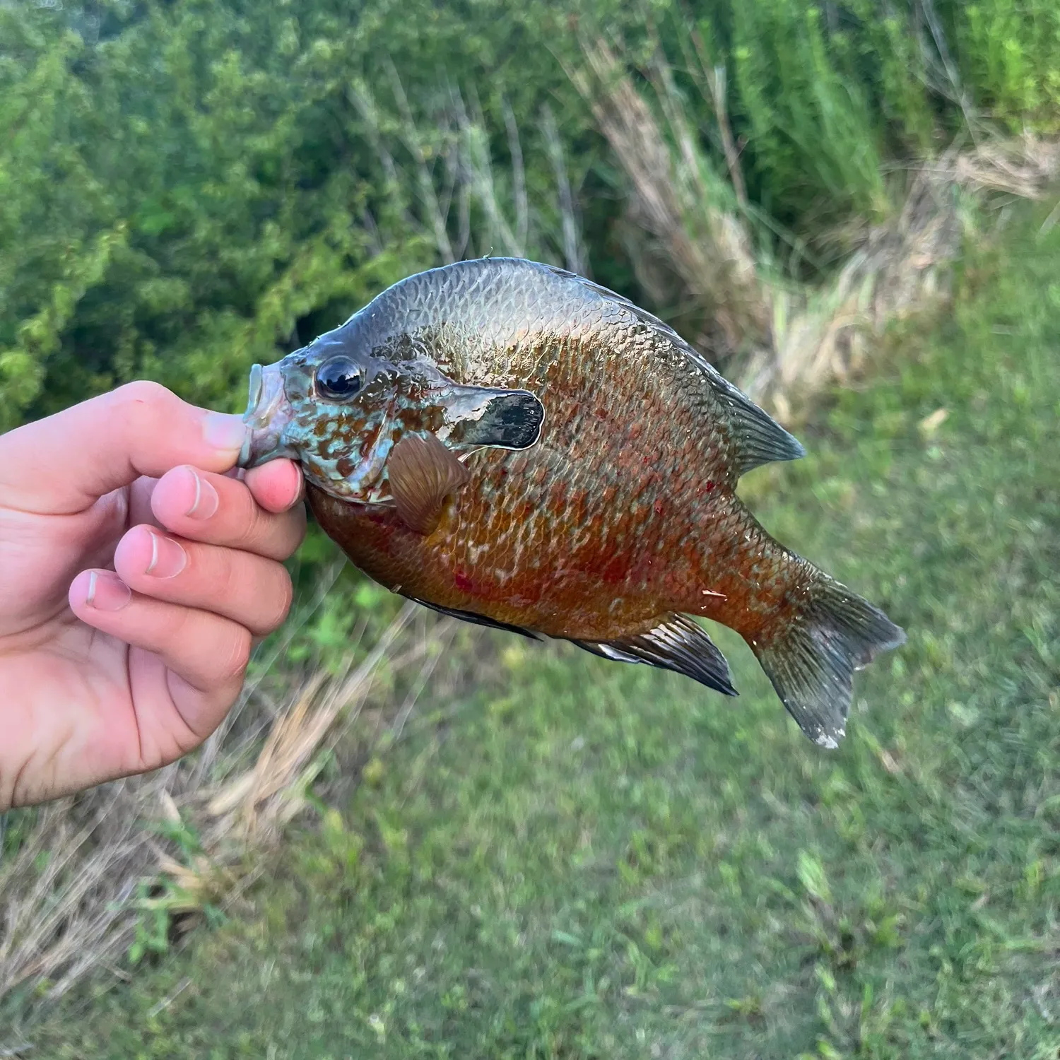 The most recent Bluegill x longear sunfish catches on Fishbrain