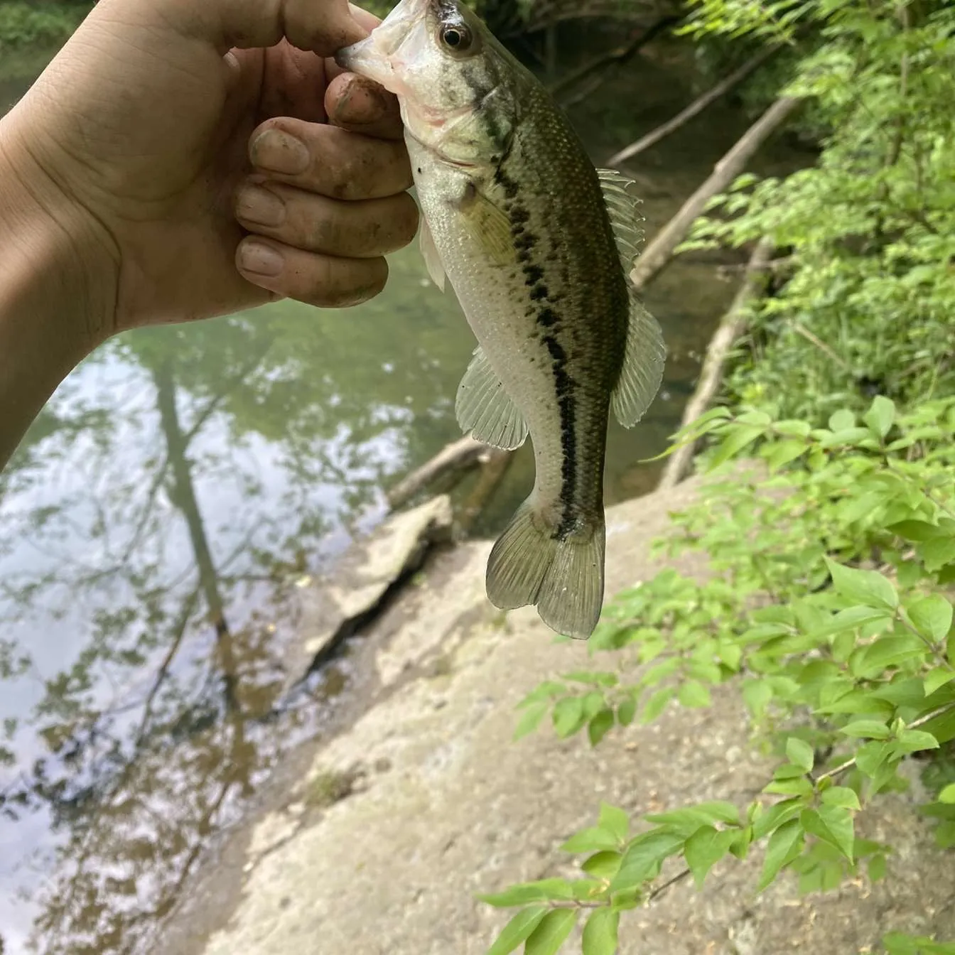 Spotted bass caught on Fishbrain