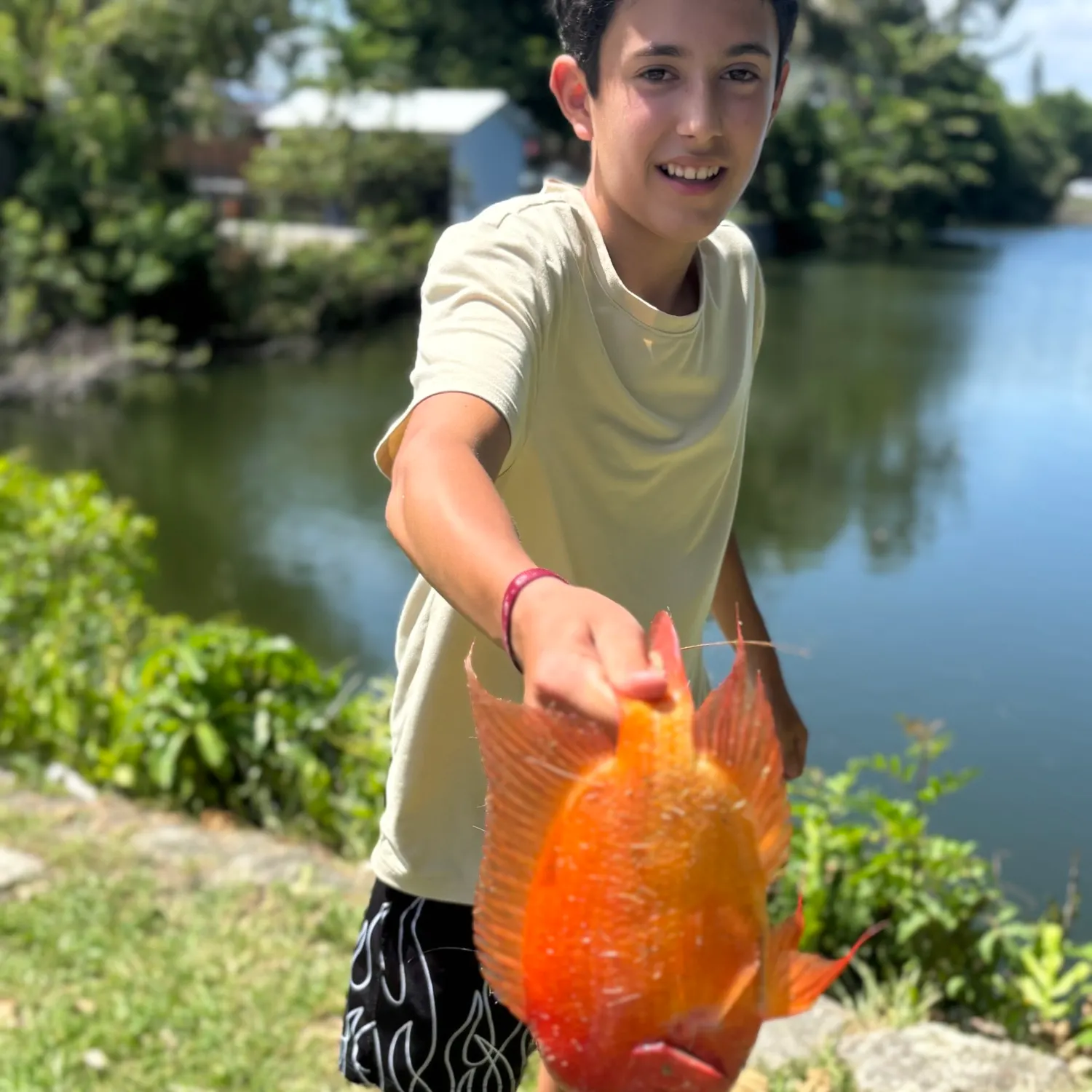 The most recent Midas cichlid catches on Fishbrain