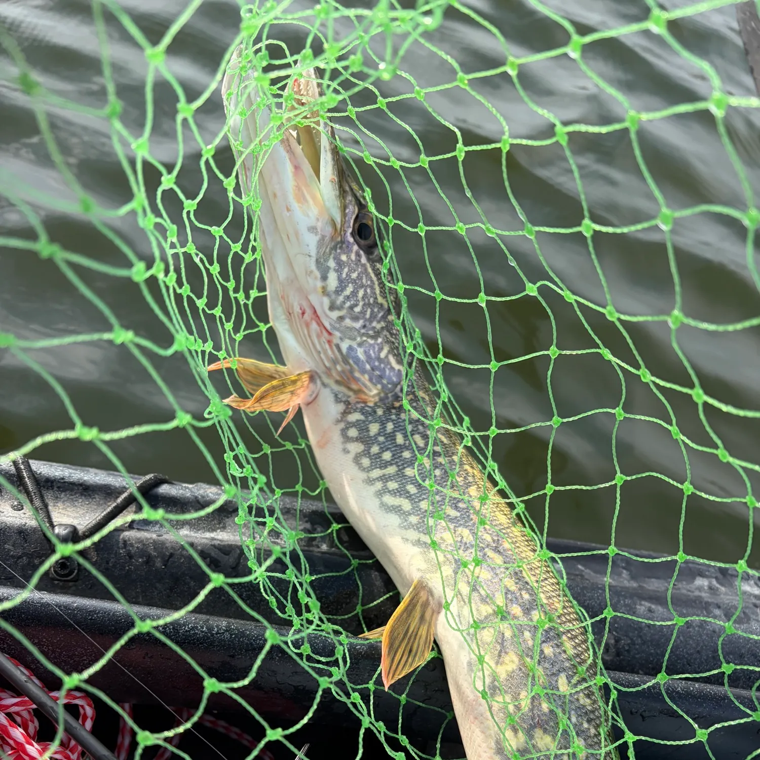 Northern pike caught on Fishbrain