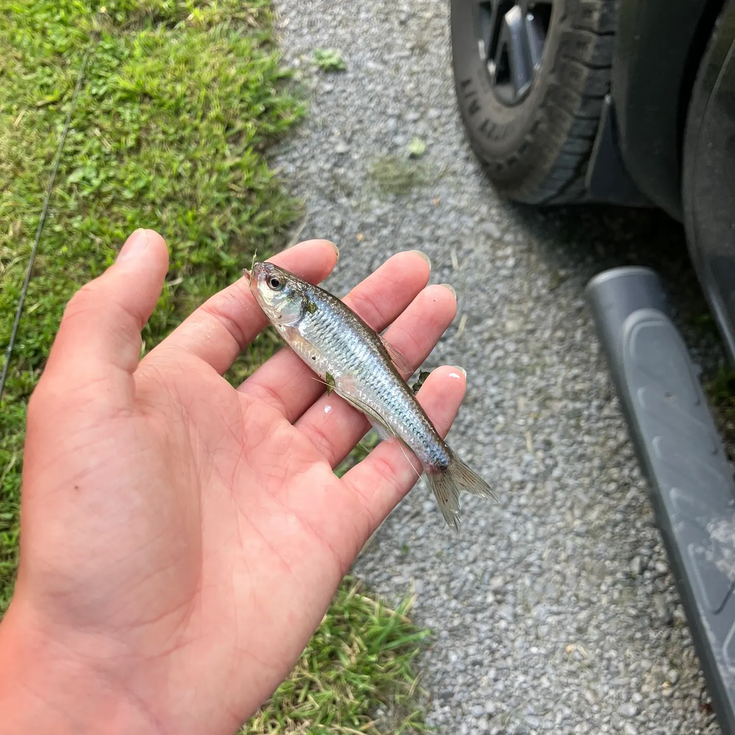 The most recent Striped shiner catches on Fishbrain