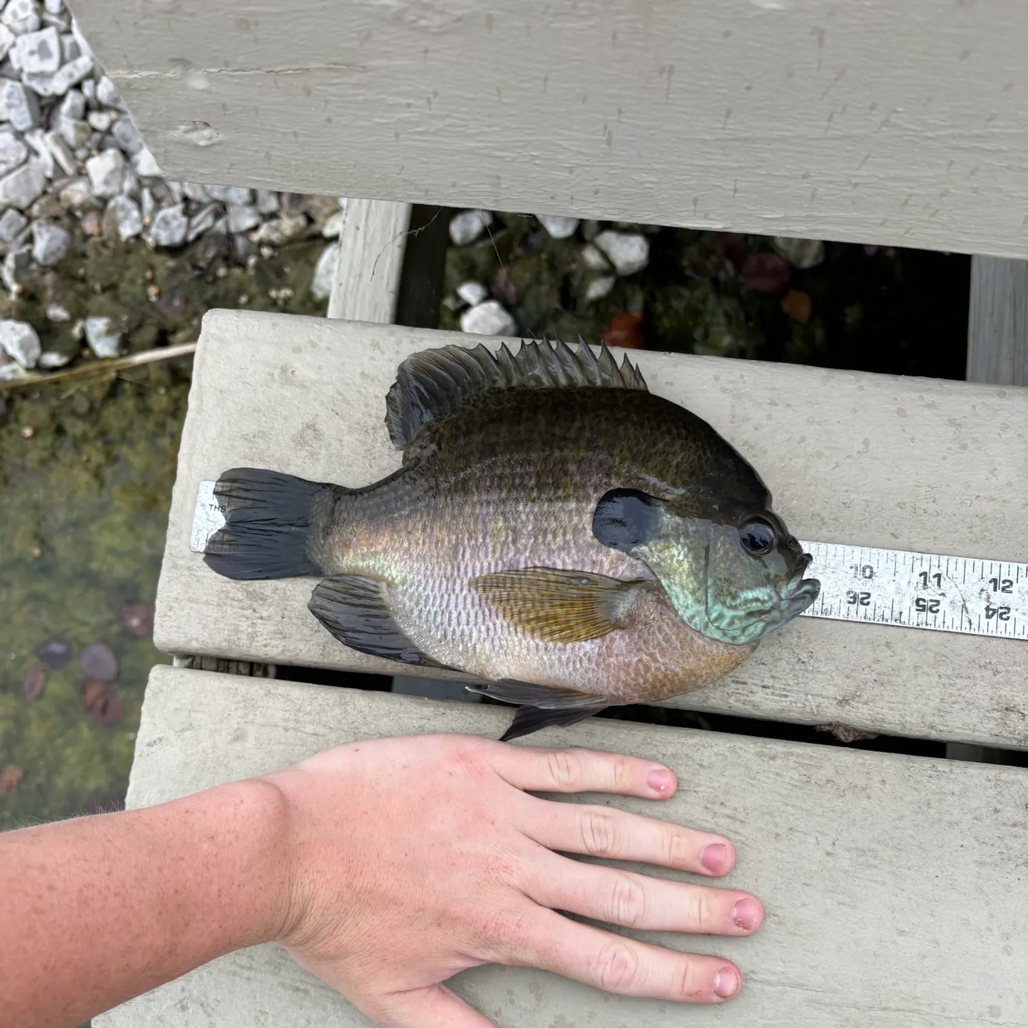 Bluegill caught on Fishbrain