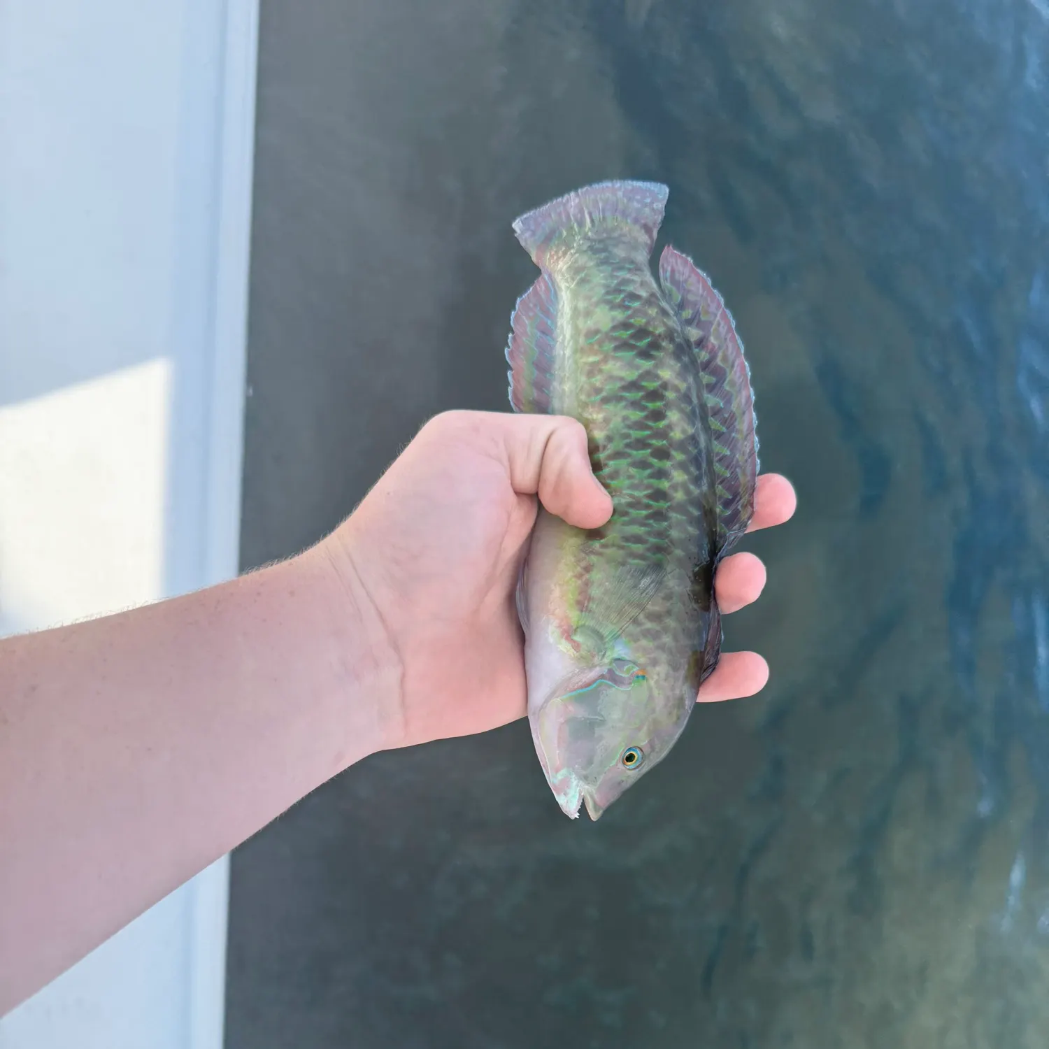 The most recent Ember parrotfish catches on Fishbrain