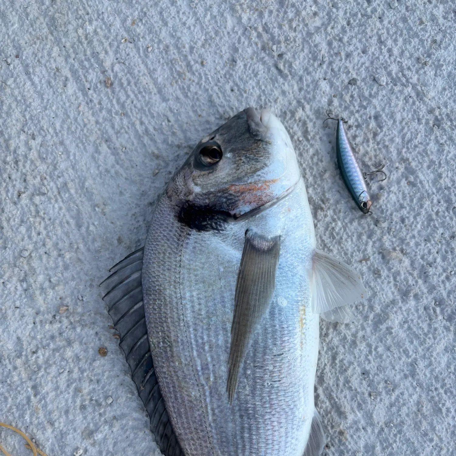 The most recent Gilthead seabream catches on Fishbrain