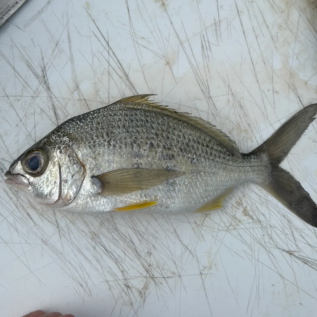 The most recent Striped mojarra catches on Fishbrain