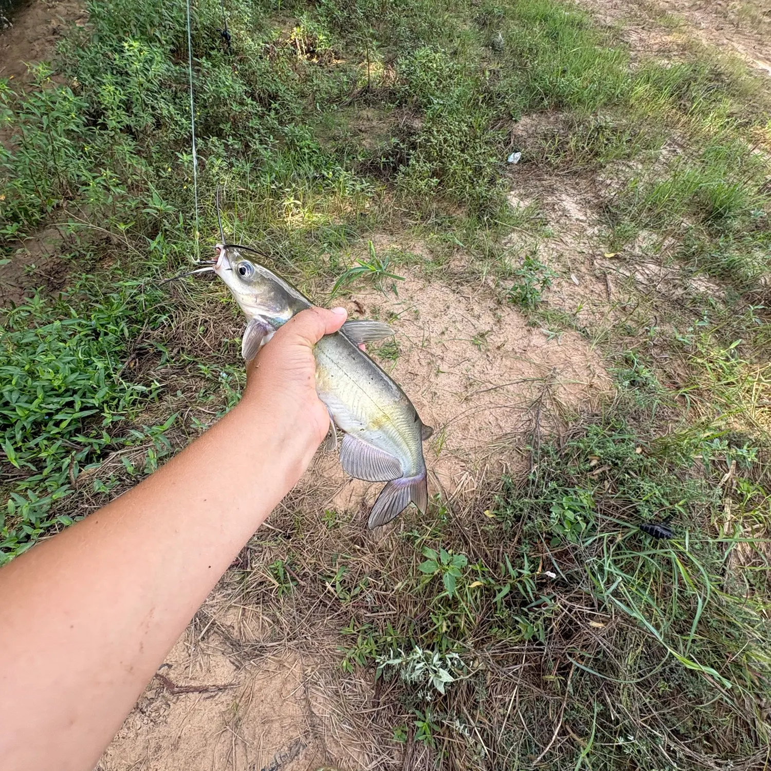 Channel catfish caught on Fishbrain