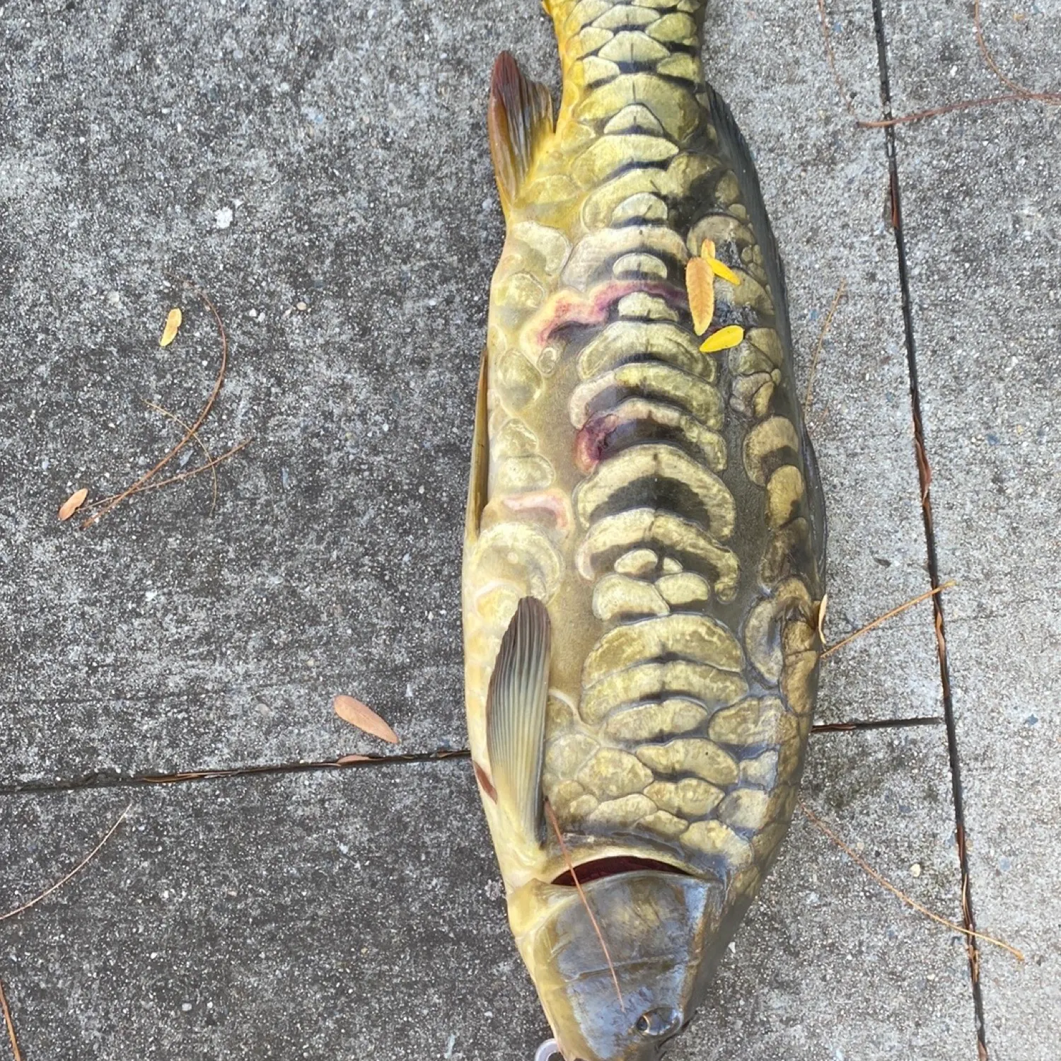 recently logged catches