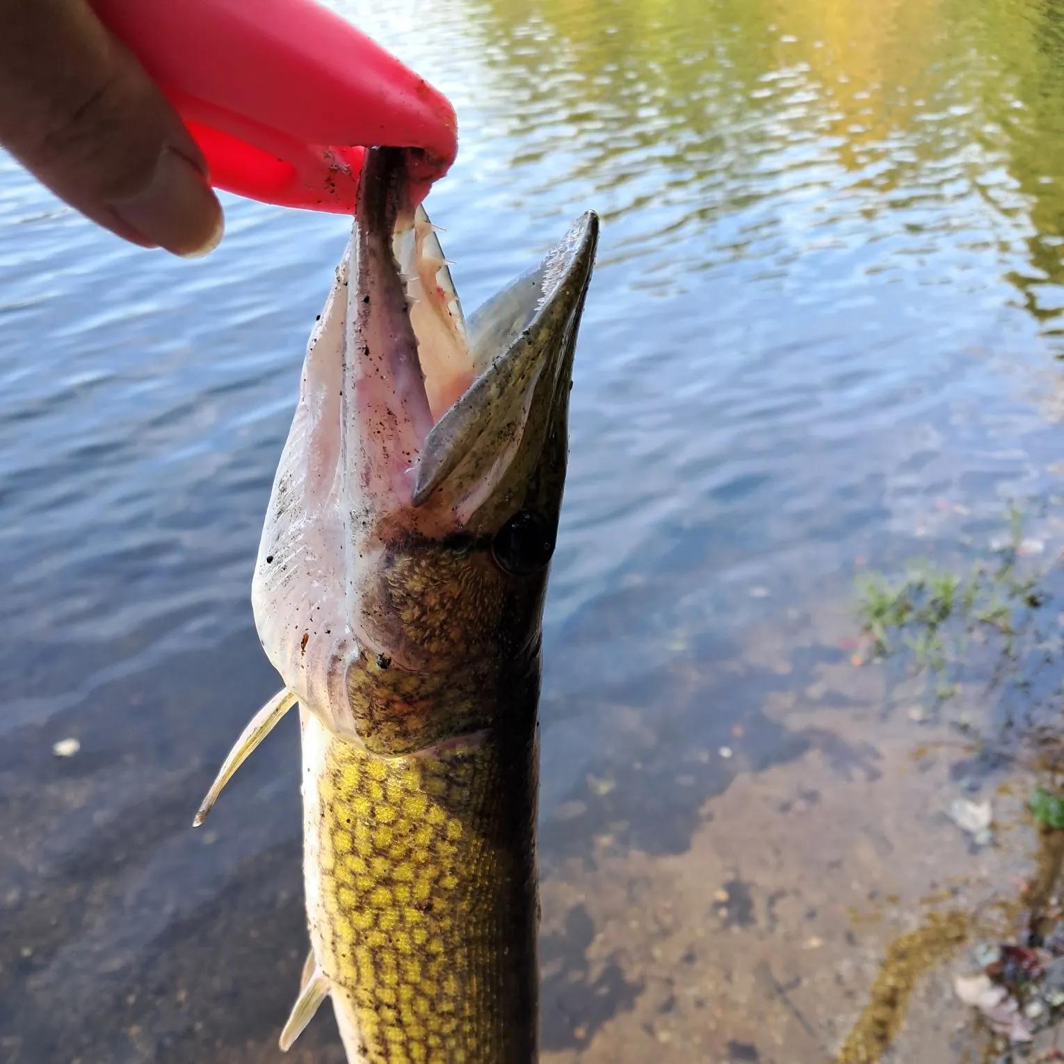 Chain pickerel caught on Fishbrain