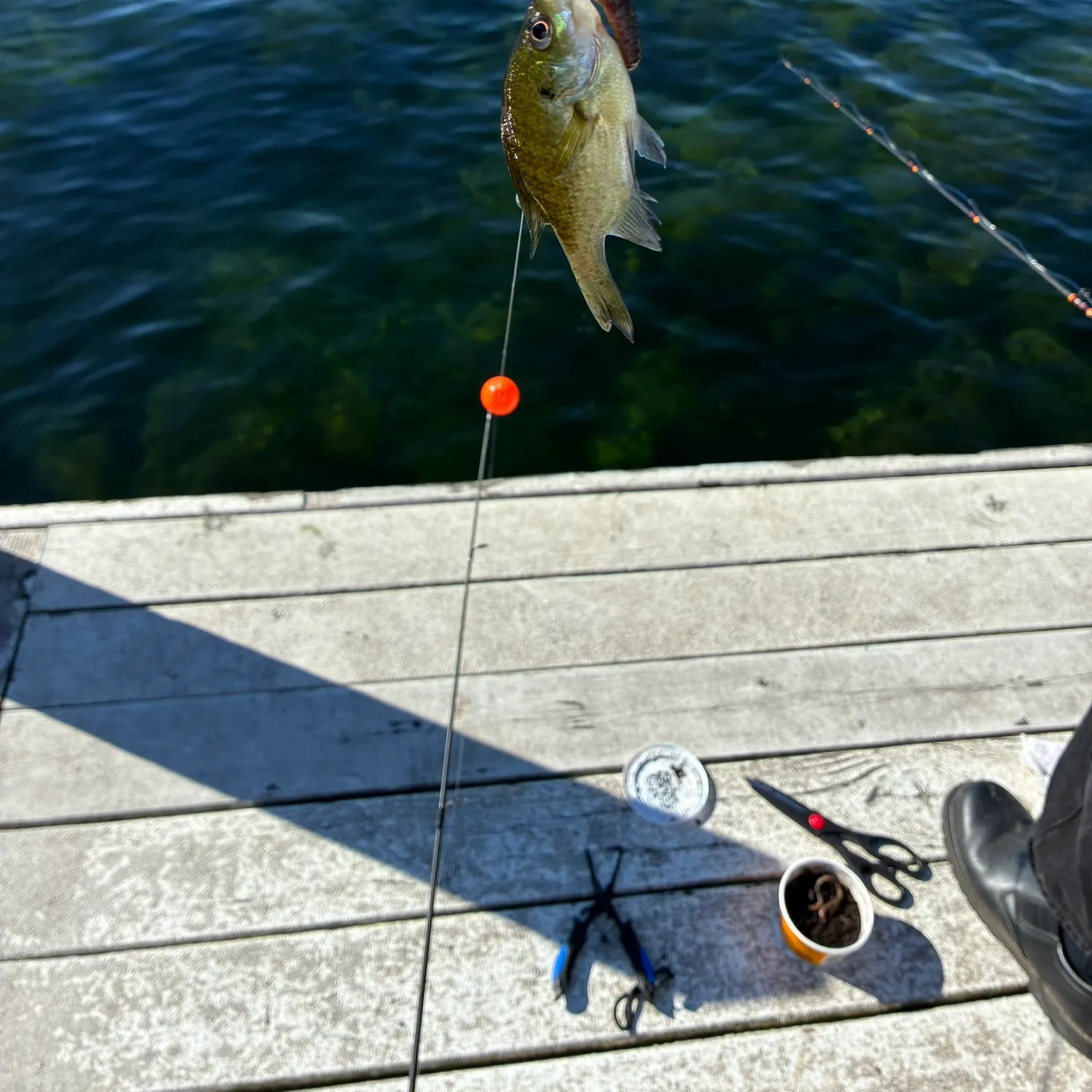 Bluegill caught on Fishbrain