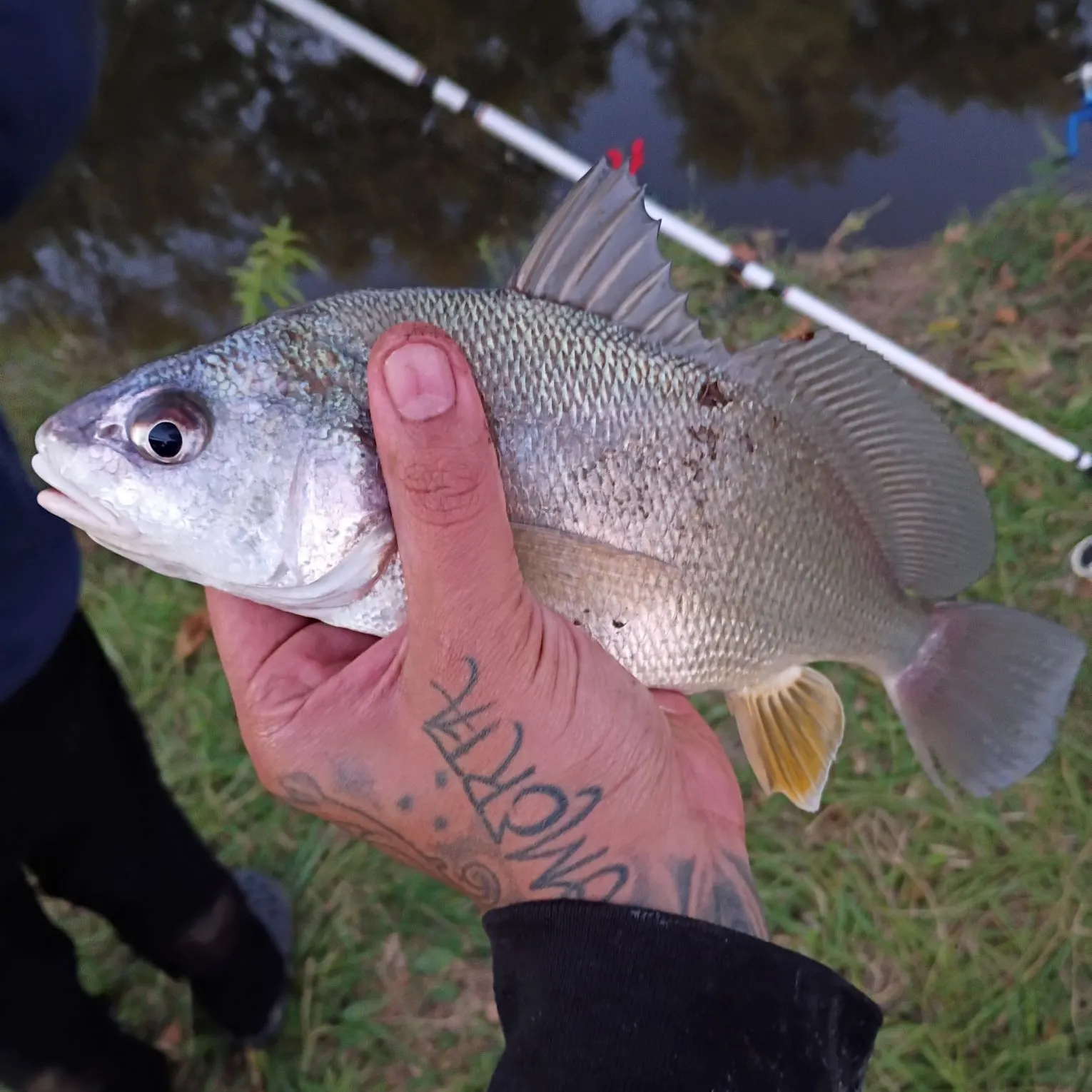 Freshwater drum caught on Fishbrain