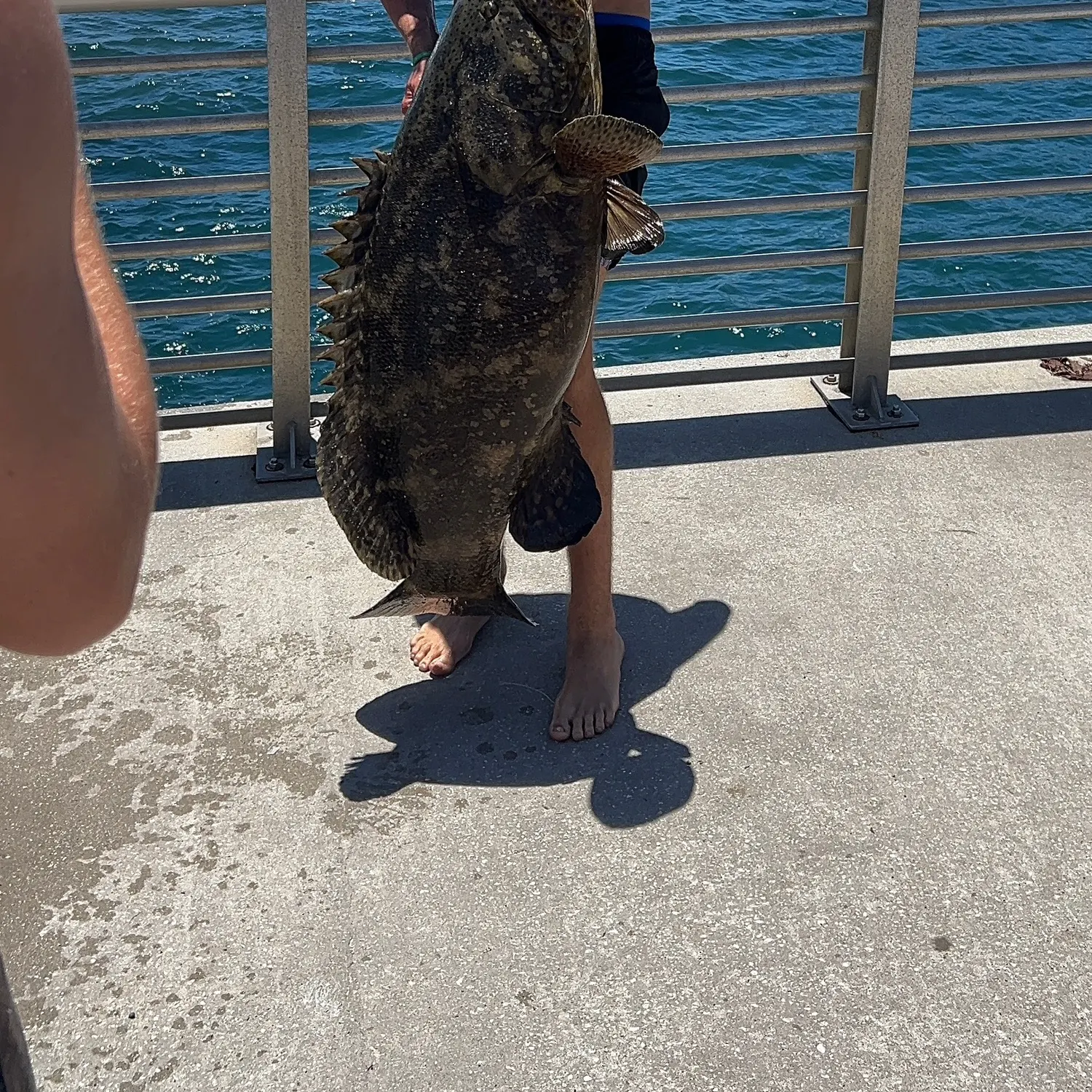 The most recent Atlantic goliath grouper catches on Fishbrain