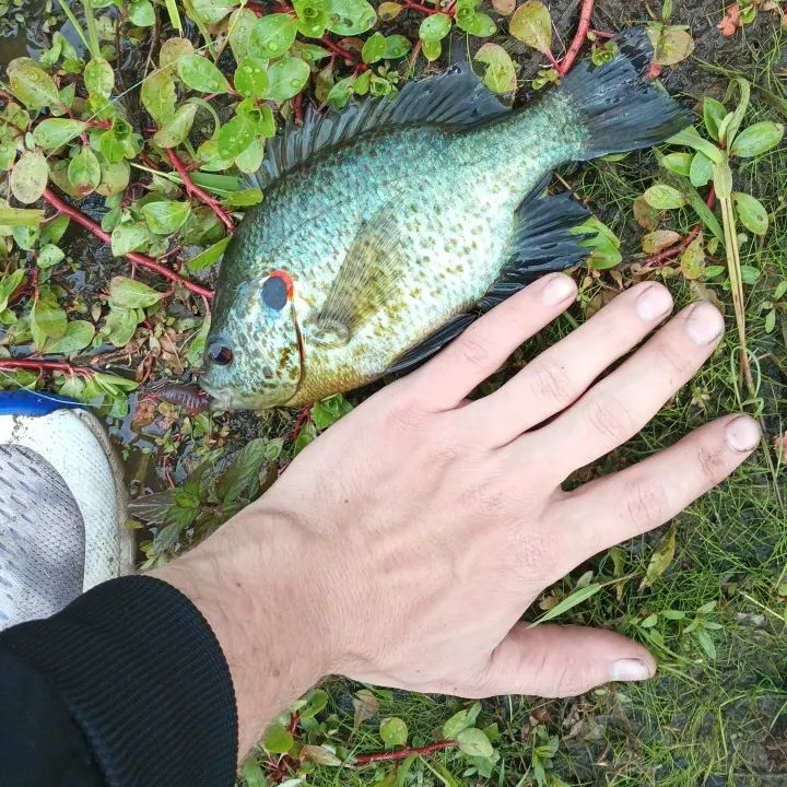 The most recent Redear x green sunfish catches on Fishbrain