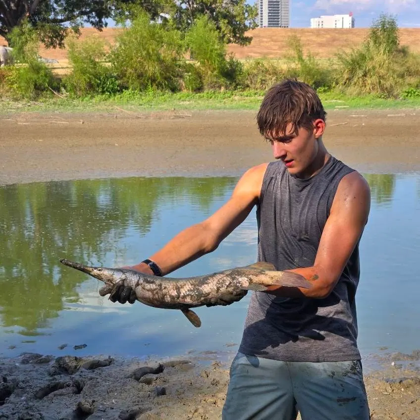 Spotted gar caught on Fishbrain