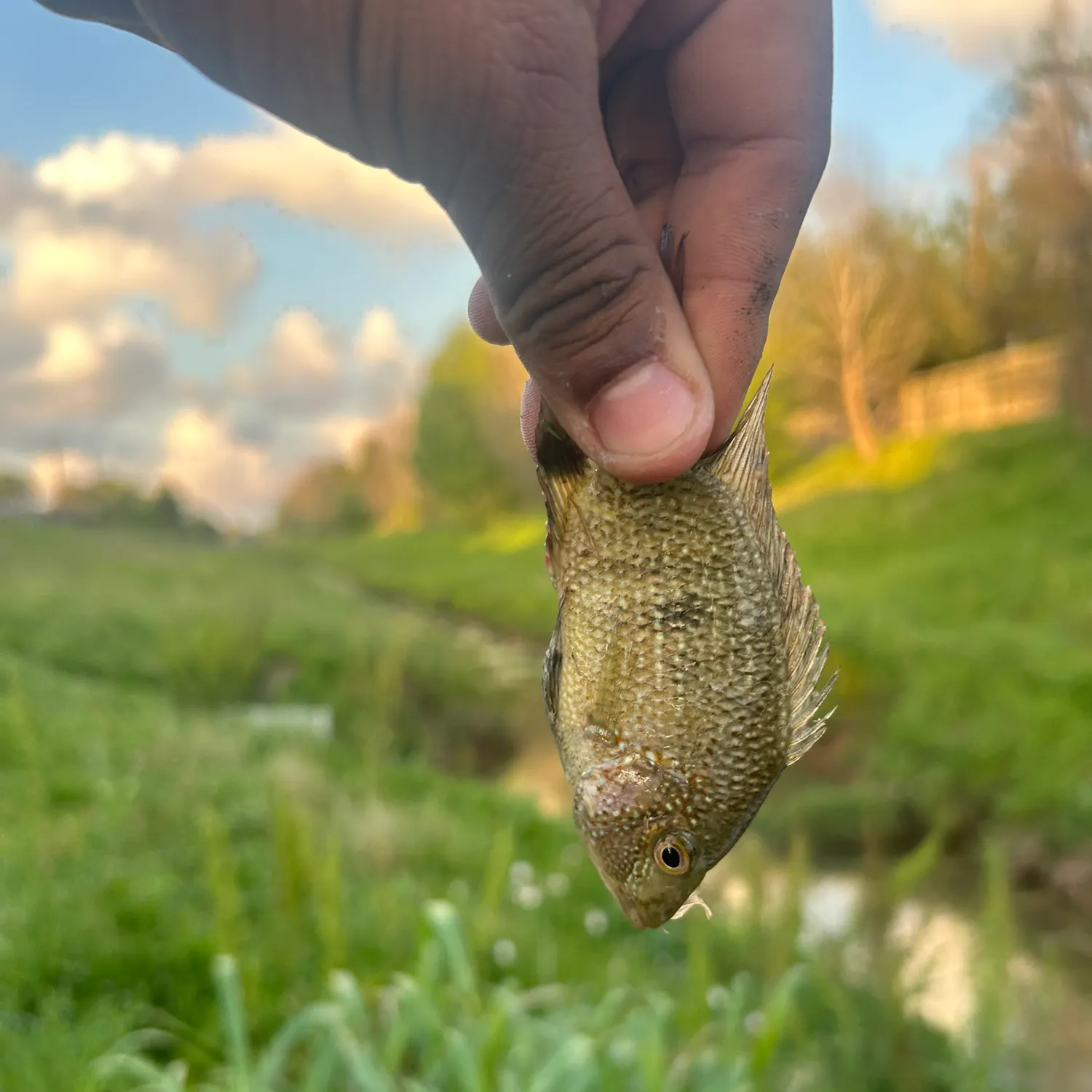 The most recent Rio Grande cichlid catches on Fishbrain