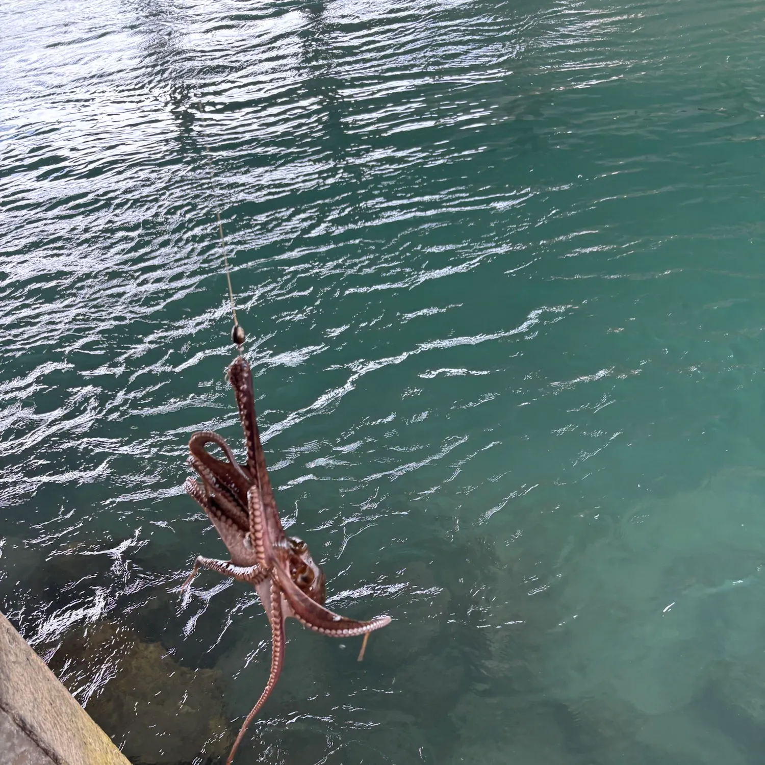 The most recent Common octopus catches on Fishbrain