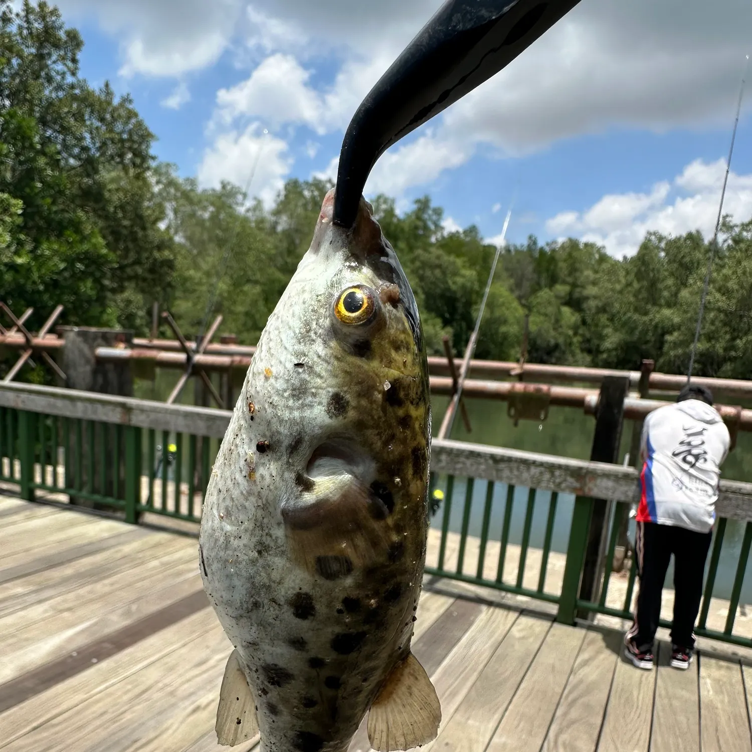 The most recent Panther puffer catches on Fishbrain