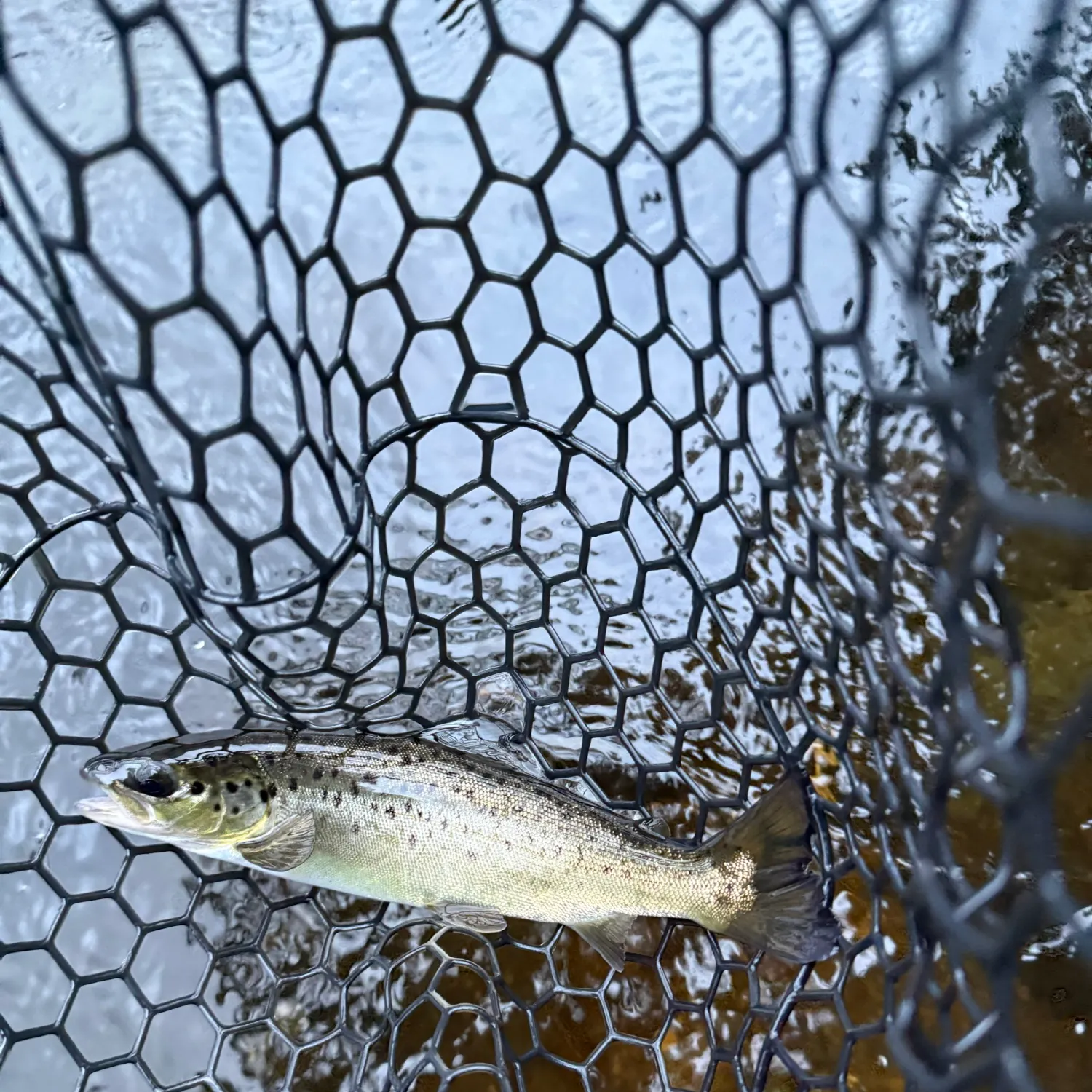 The most recent Landlocked atlantic salmon catches on Fishbrain