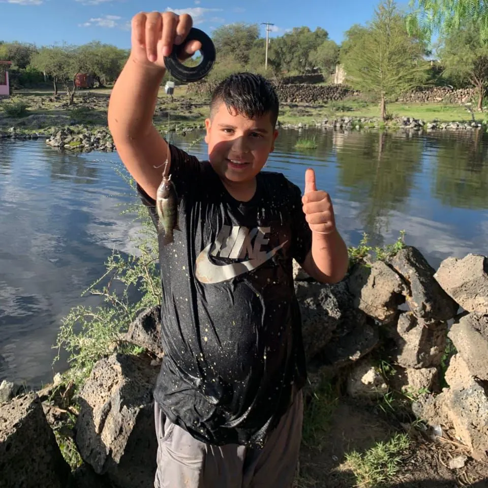 The most recent Redbreast tilapia catches on Fishbrain