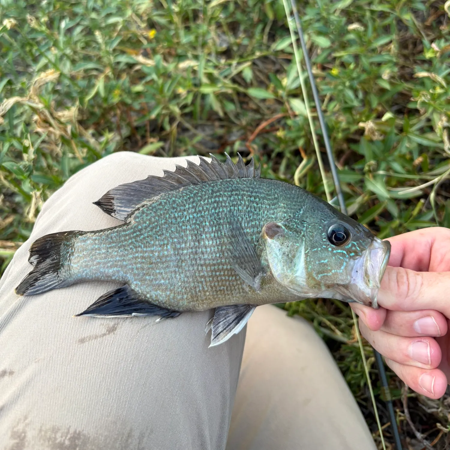Green sunfish caught on Fishbrain