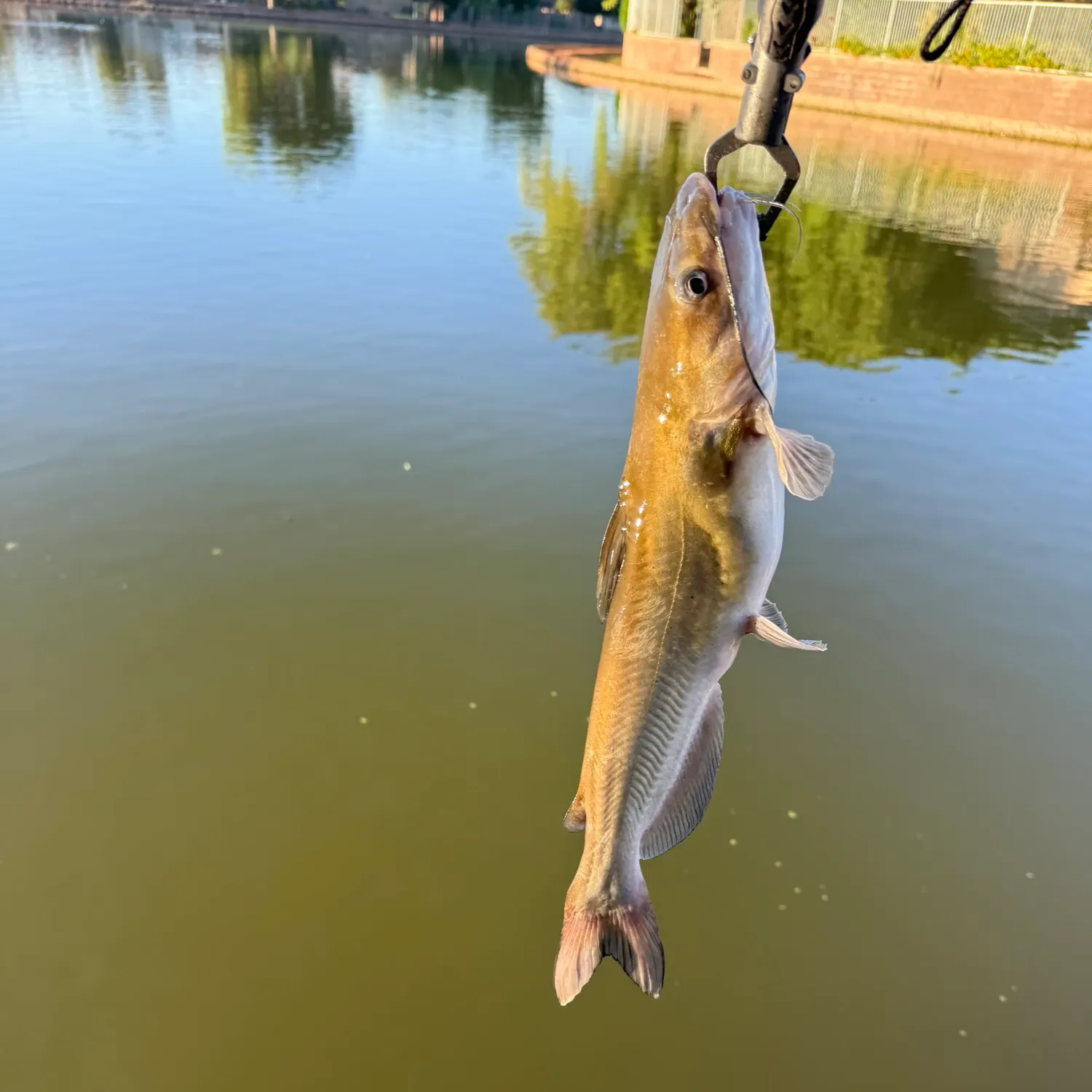 Channel catfish caught on Fishbrain