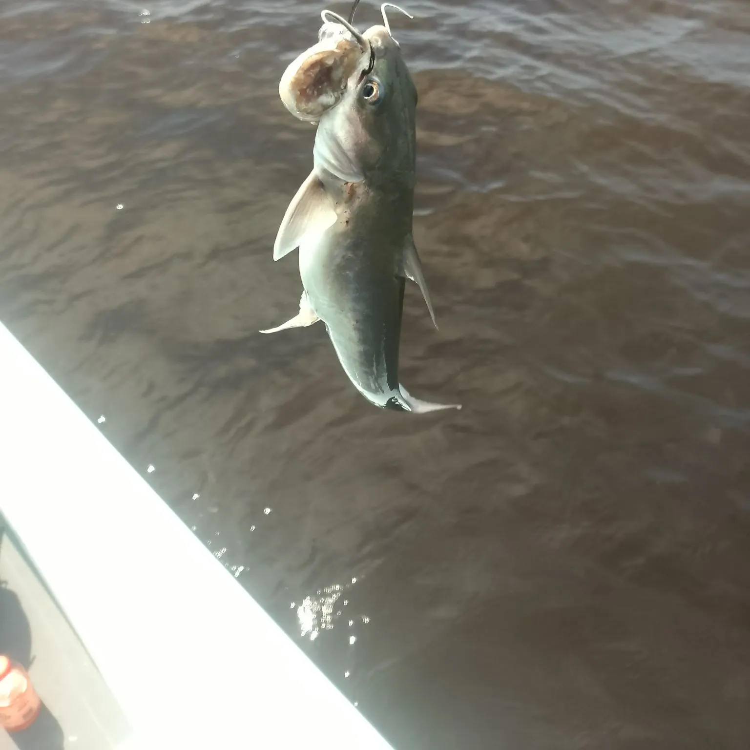 Hardhead sea catfish caught on Fishbrain