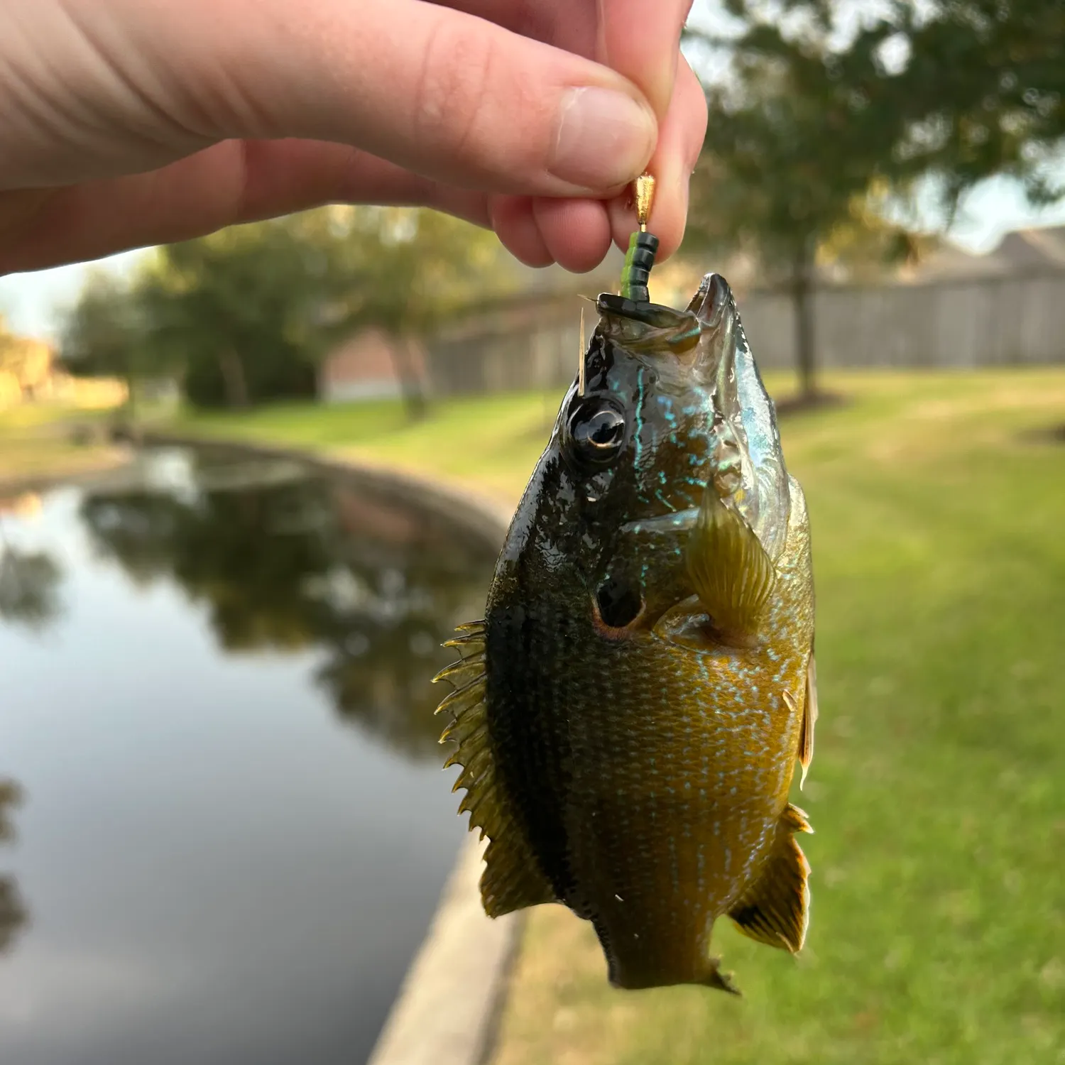 Green sunfish caught on Fishbrain