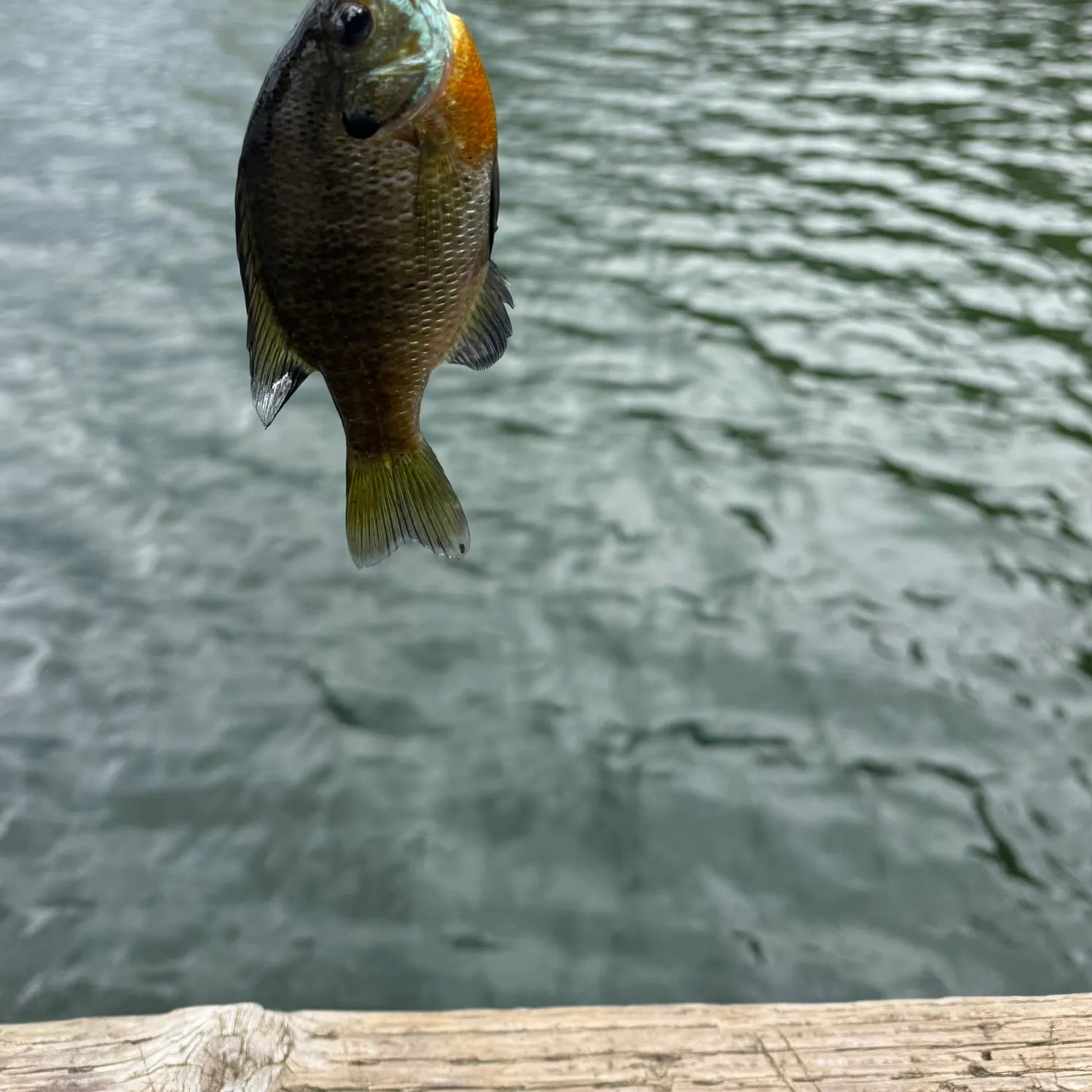 Bluegill caught on Fishbrain