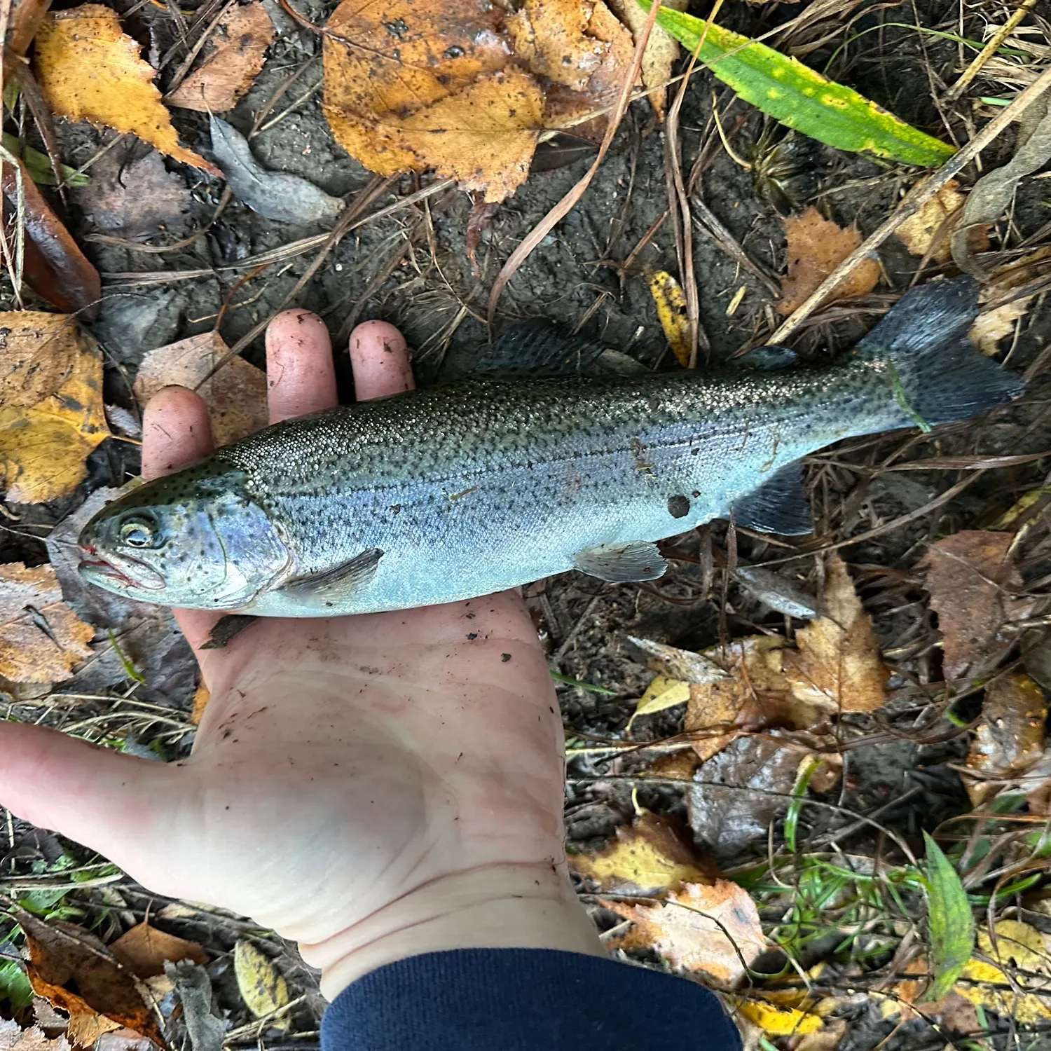 Rainbow trout caught on Fishbrain