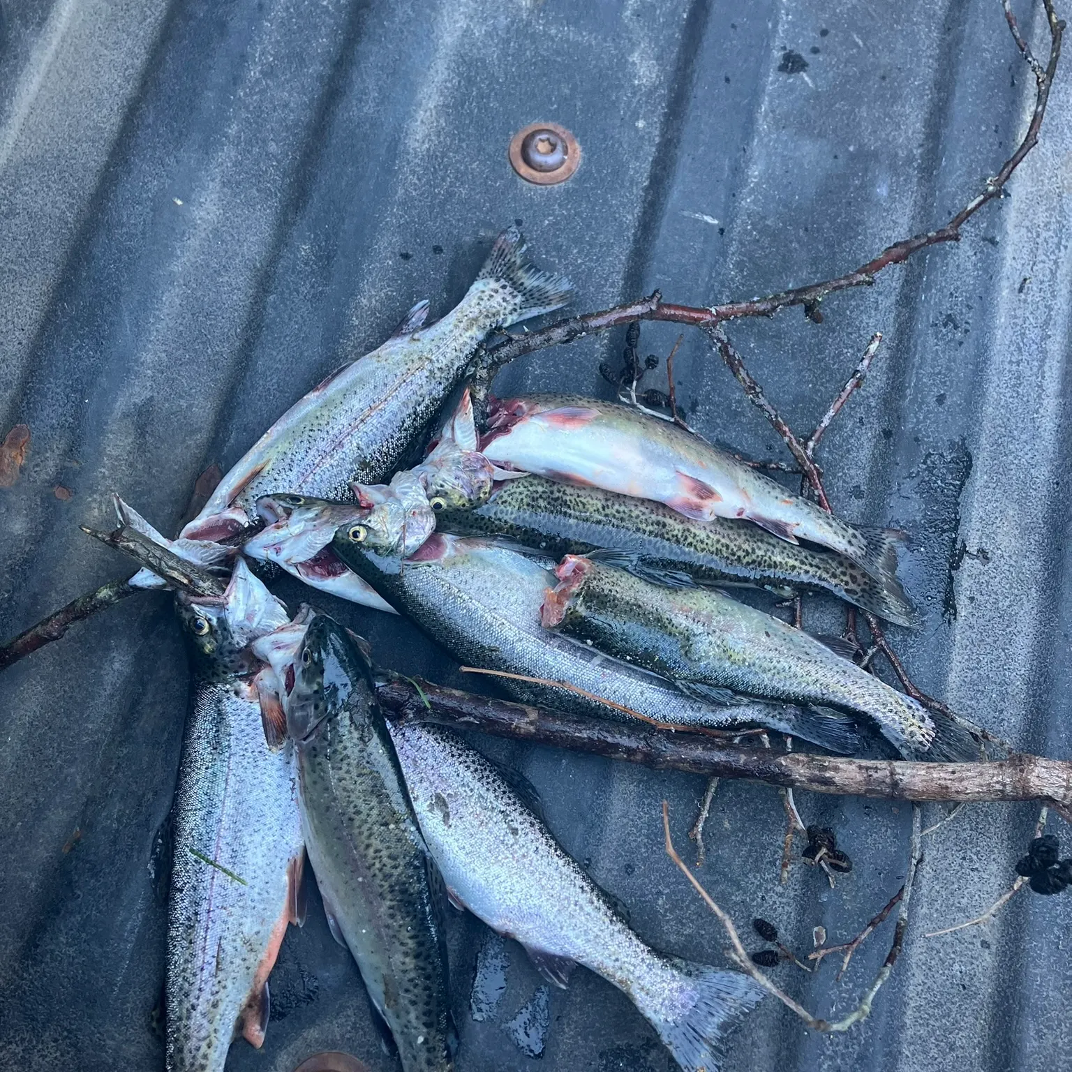 recently logged catches