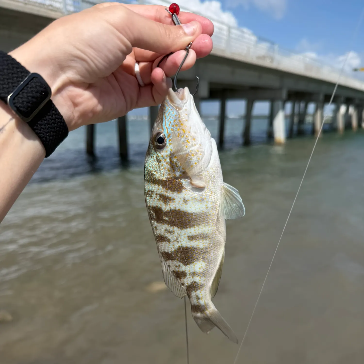 The most recent Pigfish catches on Fishbrain