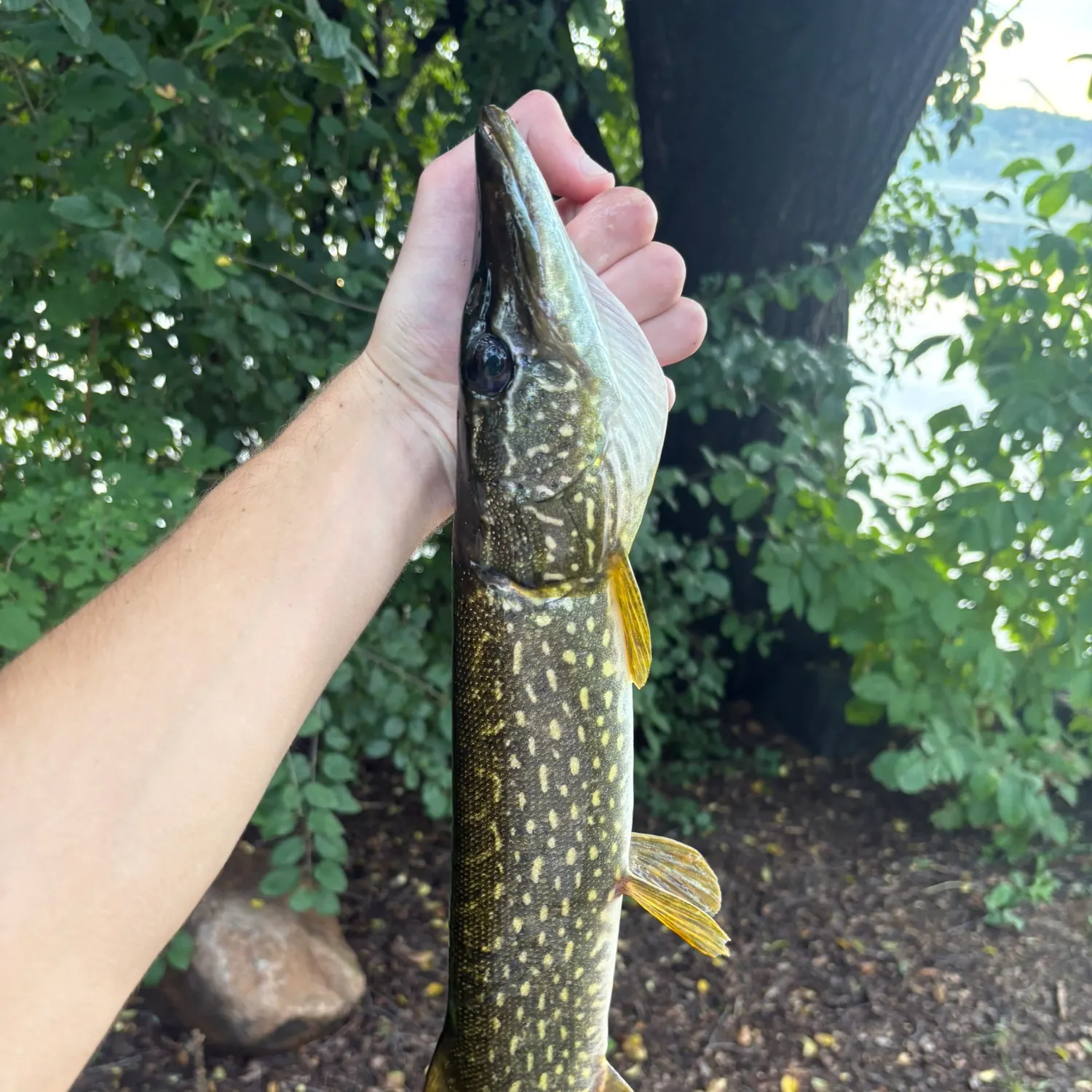 Northern pike caught on Fishbrain